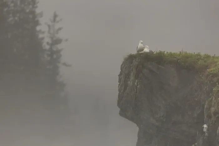 Framed Print : Glacous-winged gulls (Larus glaucescens) perched on a cliff in the mist, Valdez, Alaska Framed Print : Glacous-winged gulls (Larus glaucescens) perched on a cliff in the mist, Valdez, Alaska