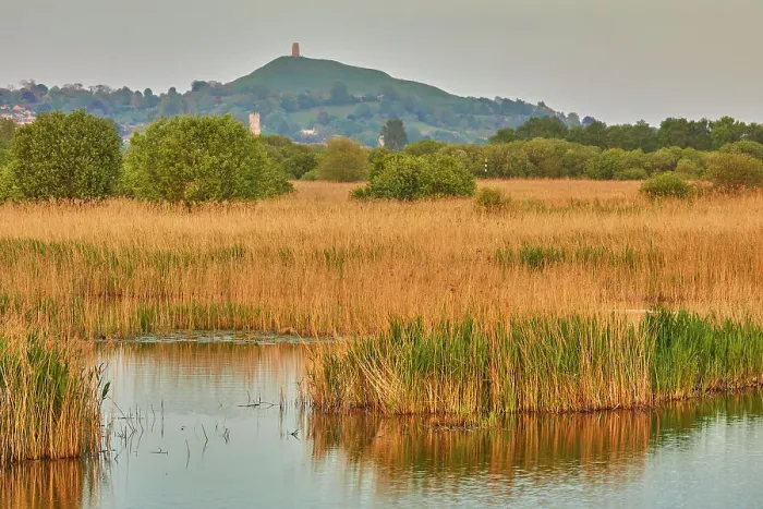 Framed Print : Glastonbury Tor seen across the marshes of Ham Wall National Nature Reserve, one of the Avalon Marshes nature reserves, near Glastonbury, Somerset, England, United Kingdom, Europe Framed Print : Glastonbury Tor seen across the marshes of Ham Wall National Nature Reserve, one of the Avalon Marshes nature reserves, near Glastonbury, Somerset, England, United Kingdom, Europe