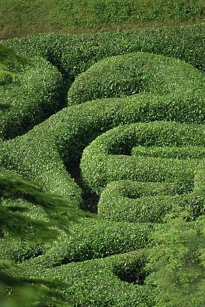 Glendurgan Maze, Cornwall, England, United Kingdom, Europe
