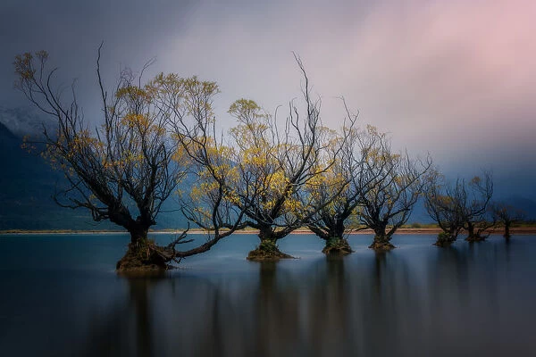 Glenorchy willow trees in autumn, Glenorchy, South Island, New Zealand, Pacific