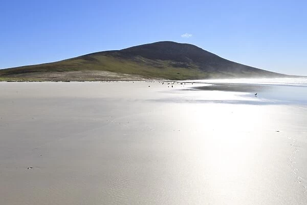 Glistening beach, tracks, sea spray and Mount Harston, the Neck, Saunders Island, Falkland Islands, South America