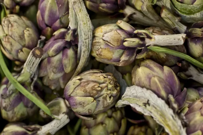Framed Print : Globe artichokes, one of the local fresh vegetables at the Sunday morning market, Pollenca, Tramuntana, Mallorca, Balearic Islands, Spain, Europe