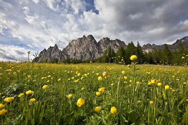 Globe-flowers (trollius europaeus) blooming at the foot of a massif in the Dolomites by Cortina D Ampezzo, Veneto, Italy, Europe