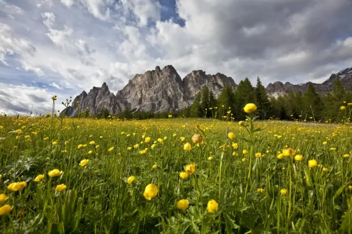 Framed Print : Globe-flowers (trollius europaeus) blooming at the foot of a massif in the Dolomites by Cortina D Ampezzo, Veneto, Italy, Europe Framed Print : Globe-flowers (trollius europaeus) blooming at the foot of a massif in the Dolomites by Cortina D Ampezzo, Veneto, Italy, Europe