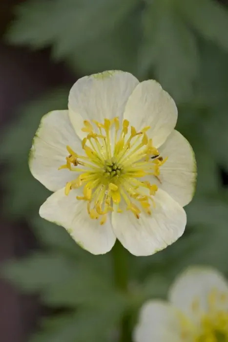 Framed Print : Globeflower (Trollius laxus), Shoshone National Forest, Wyoming, United States of America Framed Print : Globeflower (Trollius laxus), Shoshone National Forest, Wyoming, United States of America