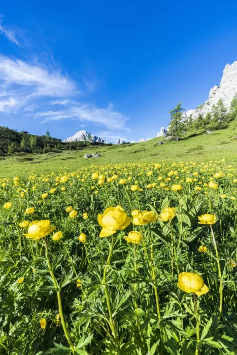 Framed Print : Globeflowers (Trollius europaeus) buttercup type flowers (Bottondoro Framed Print : Globeflowers (Trollius europaeus) buttercup type flowers (Bottondoro
