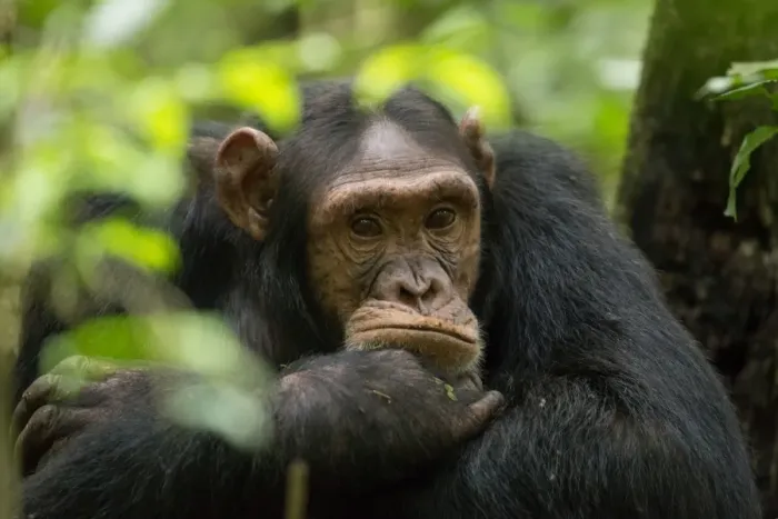 Framed Print : Glum looking adolescent chimpanzee at Kibale Forest National Park, Uganda, Africa Framed Print : Glum looking adolescent chimpanzee at Kibale Forest National Park, Uganda, Africa