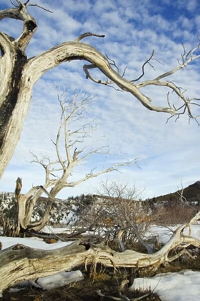 Gnarled old tree trunk in Mesa Verde National Park