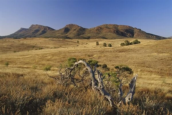 Gnarled tree and east escarpment of Wilpena Pound, a huge natural basin in the Flinders Ranges National Park, South