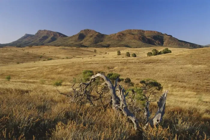 Framed Print : Gnarled tree and east escarpment of Wilpena Pound, a huge natural basin in the Flinders Ranges National Park, South Framed Print : Gnarled tree and east escarpment of Wilpena Pound, a huge natural basin in the Flinders Ranges National Park, South
