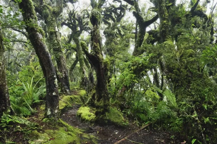Framed Print : Gnome Forest, Mount Taranaki National Park (Mount Egmont National Park) Framed Print : Gnome Forest, Mount Taranaki National Park (Mount Egmont National Park)