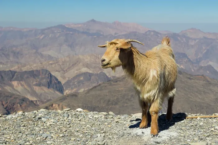 Framed Print : Goat with Al Hajar Mountains (Oman Mountains) in the background, close to Jebel Shams Canyon, Oman, Middle East Framed Print : Goat with Al Hajar Mountains (Oman Mountains) in the background, close to Jebel Shams Canyon, Oman, Middle East