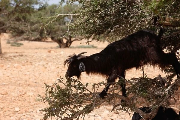 Goat eating leaves of an argan tree, Tamanar, Morocco, North Africa, Africa