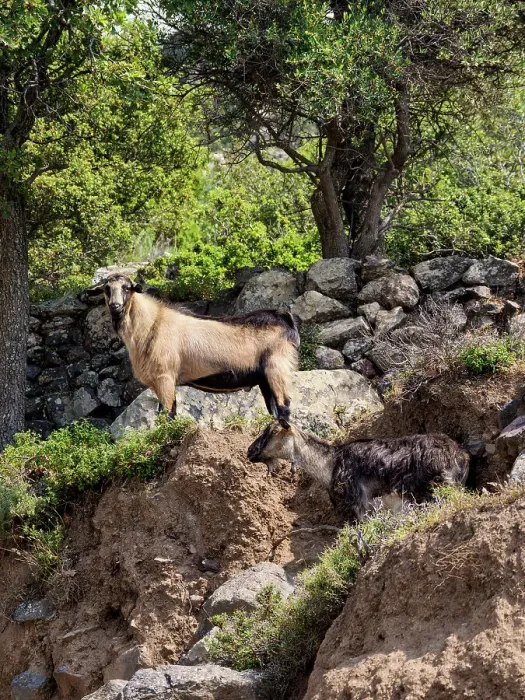 Framed Print : Goat at Nisyros Island, Dodecanese, Greek Islands, Greece, Europe Framed Print : Goat at Nisyros Island, Dodecanese, Greek Islands, Greece, Europe