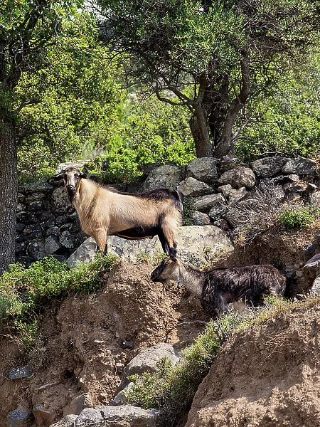 Goat at Nisyros Island, Dodecanese, Greek Islands, Greece, Europe