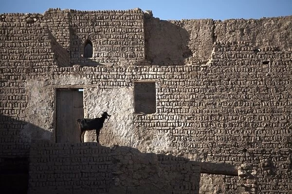 A goat stands among the ruins of the mud-brick city of Al-Qasr, Dakhla Oasis