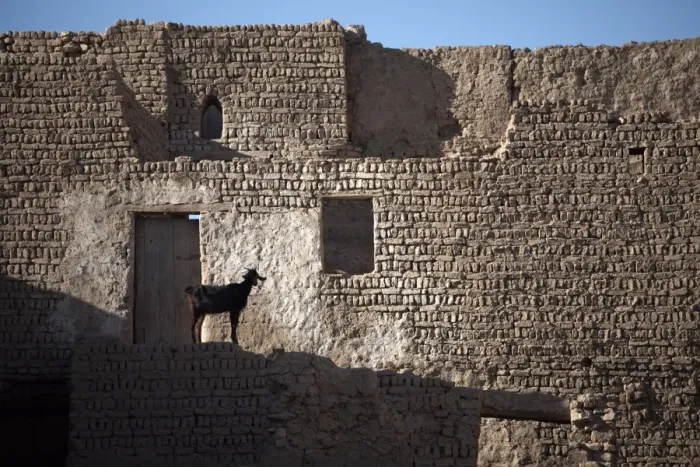 Framed Print : A goat stands among the ruins of the mud-brick city of Al-Qasr, Dakhla Oasis Framed Print : A goat stands among the ruins of the mud-brick city of Al-Qasr, Dakhla Oasis