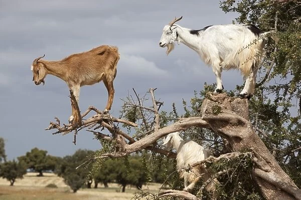 Goats up Argan tree, near Essaouira, Morocco, North Africa, Africa