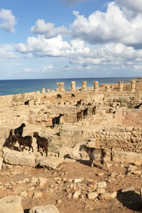 Framed Print : Goats going into the bath house ruins, Apollonia, Libya, North Africa, Africa Framed Print : Goats going into the bath house ruins, Apollonia, Libya, North Africa, Africa