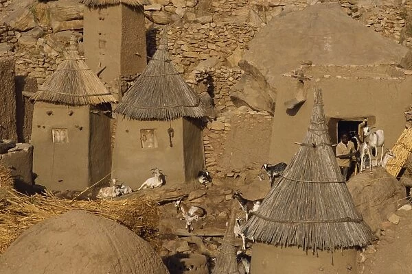 Goats and grain store in Dogon village, Bandiagara Escarpment, Mali, West Africa, Africa