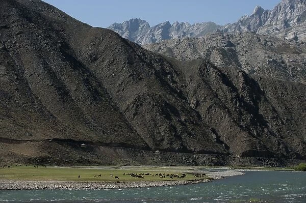 Goats graze along the riverbank of the Panjshir River in Afghanistan, Asia