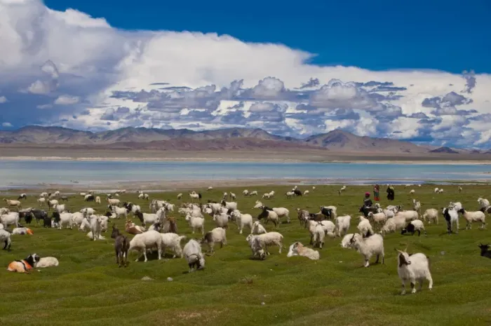 Framed Print : Goats grazing along a little lake, along the road between Ali and Gerze Framed Print : Goats grazing along a little lake, along the road between Ali and Gerze