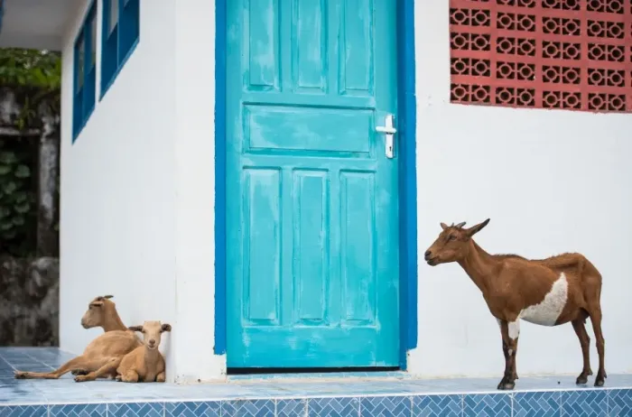 Framed Print : Goats, Indonesia, Southeast Asia Framed Print : Goats, Indonesia, Southeast Asia