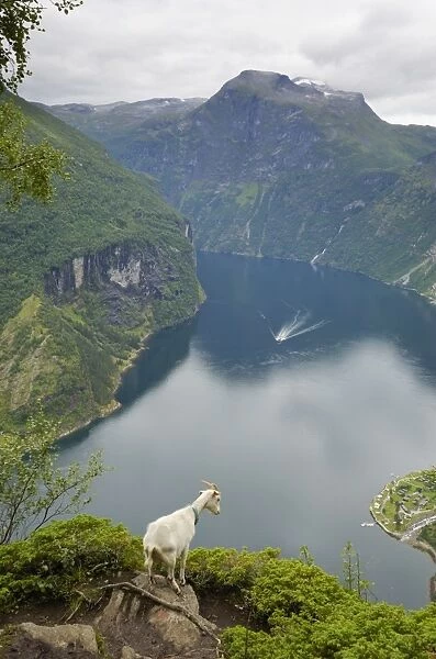 Goats overlooking Geirangerfjorden, near Geiranger, UNESCO World Heritage Site, More og Romsdal, Norway, Scandinavia, Europe