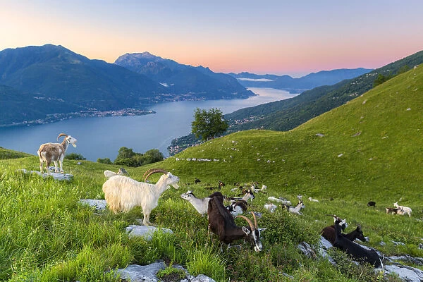 Goats at pasture eating and Lake Como at sunrise, Musso, Lake Como, Lombardy
