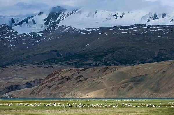 Goats in the remote Himalayan region of Ladakh near Tso Moriri, Ladakh, India, Asia