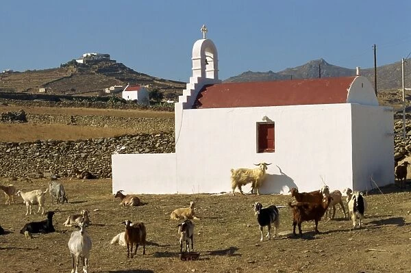 Goats in front of a rural chapel on Mykonos