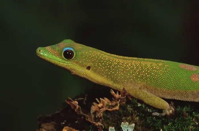 Framed Print : Gold dust day gecko (Phelsuma laticauda) Framed Print : Gold dust day gecko (Phelsuma laticauda)