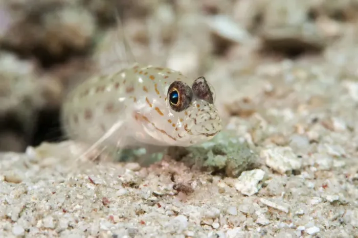 Framed Print : Gold speckled shrimp goby (Ctenogobiops pomastictus), Sulawesi, Indonesia, Southeast Asia, Asia