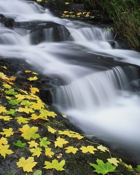 Golden autumn leaves beside cascades of water in the Highlands of Scotland