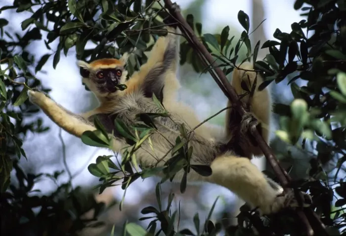 Framed Print : Golden-crowned Sifaka (Propithecus tattersalli), an endangered species Framed Print : Golden-crowned Sifaka (Propithecus tattersalli), an endangered species