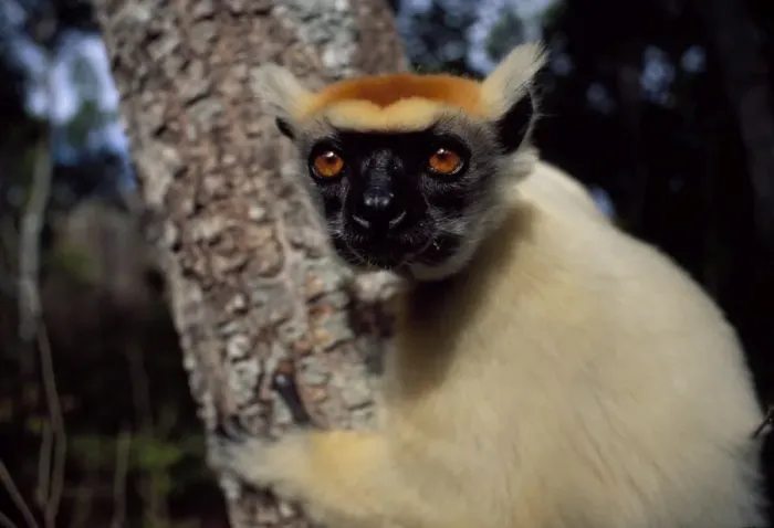 Framed Print : Golden-crowned Sifaka (Propithecus tattersalli), an endangered species Framed Print : Golden-crowned Sifaka (Propithecus tattersalli), an endangered species