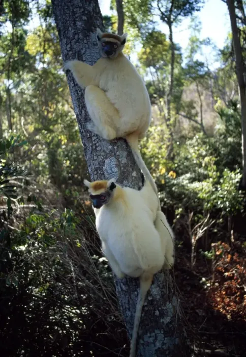 Framed Print : Golden-crowned Sifakas (Propithecus tattersalli), an endangered species Framed Print : Golden-crowned Sifakas (Propithecus tattersalli), an endangered species
