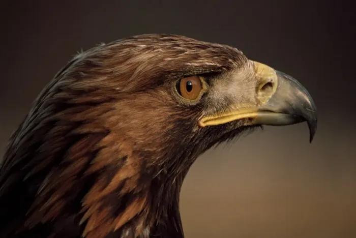 Framed Print : Golden eagle Framed Print : Golden eagle