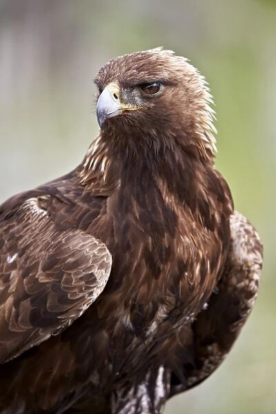 Golden eagle (Aquila chrysaetos), Yellowstone National Park, Wyoming, United States of America