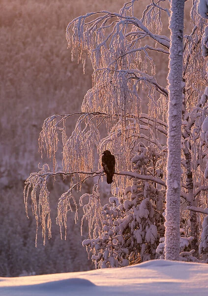 Golden eagle (Aquila chrysaetos) in snow covered tree at sunset, Kuusamo, Finland, Europe