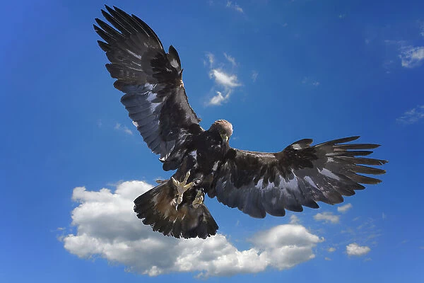 Golden Eagle (Aquila chrysaetos) in flight, Song Kol lake, Naryn region, Kyrgyzstan, Central Asia, Asia