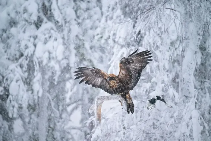Framed Print : Golden eagle (Aquila chrysaetos) landing on branch in snowfall, Finland, Europe Framed Print : Golden eagle (Aquila chrysaetos) landing on branch in snowfall, Finland, Europe