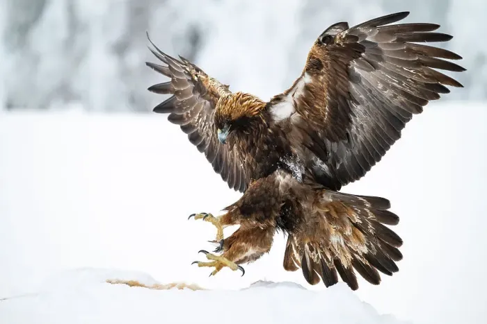 Framed Print : Golden eagle (Aquila chrysaetos) landing on carcase, Finland, Europe Framed Print : Golden eagle (Aquila chrysaetos) landing on carcase, Finland, Europe