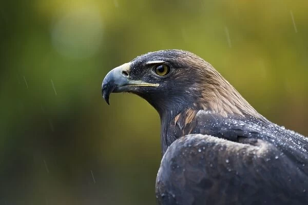 Golden eagle (Aquila chrysaetos) in the rain