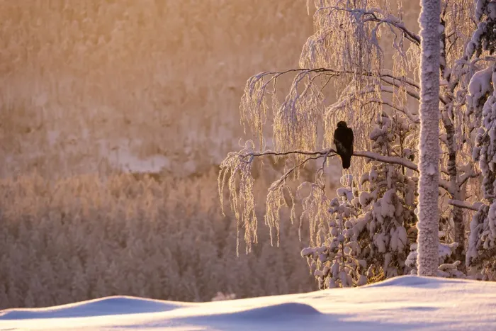 Framed Print : Golden eagle (Aquila chrysaetos) in snow covered tree at sunset, Kuusamo, Finland, Europe Framed Print : Golden eagle (Aquila chrysaetos) in snow covered tree at sunset, Kuusamo, Finland, Europe
