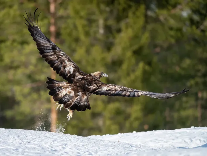 Framed Print : Golden eagle (Aquila chrysaetos) taking off, Finland, Europe Framed Print : Golden eagle (Aquila chrysaetos) taking off, Finland, Europe