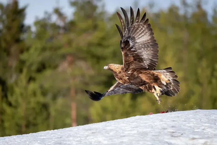 Framed Print : Golden eagle (Aquila chrysaetos) taking off, Finland, Europe Framed Print : Golden eagle (Aquila chrysaetos) taking off, Finland, Europe