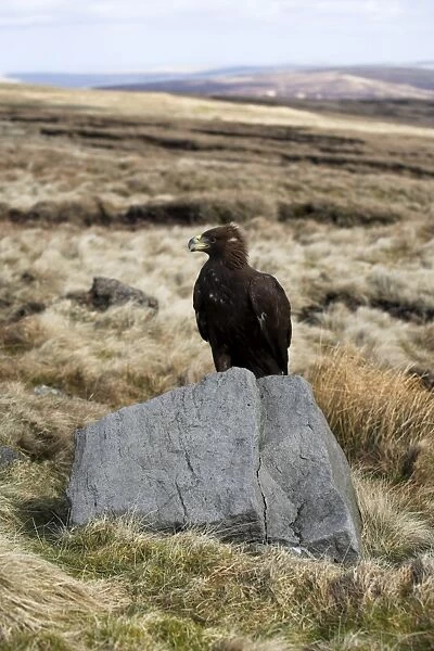 Golden eagle calling, Aquila chrysaetos, moorland, captive, United Kingdom, Europe