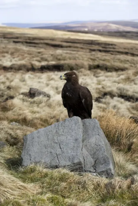 Framed Print : Golden eagle calling, Aquila chrysaetos, moorland, captive, United Kingdom, Europe Framed Print : Golden eagle calling, Aquila chrysaetos, moorland, captive, United Kingdom, Europe