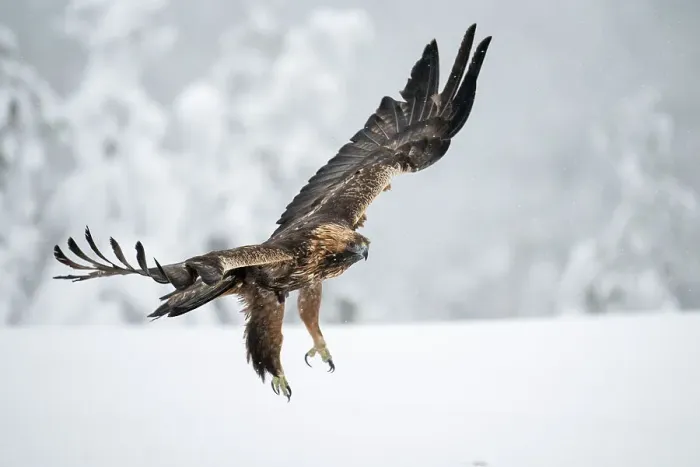 Framed Print : Golden eagle in flight over snow covered field, Finland, Europe